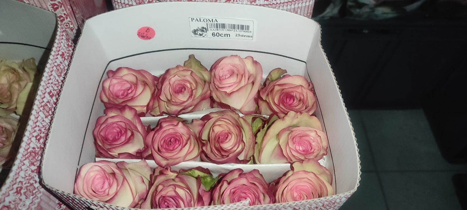 Candlelight - rosa color crema claro